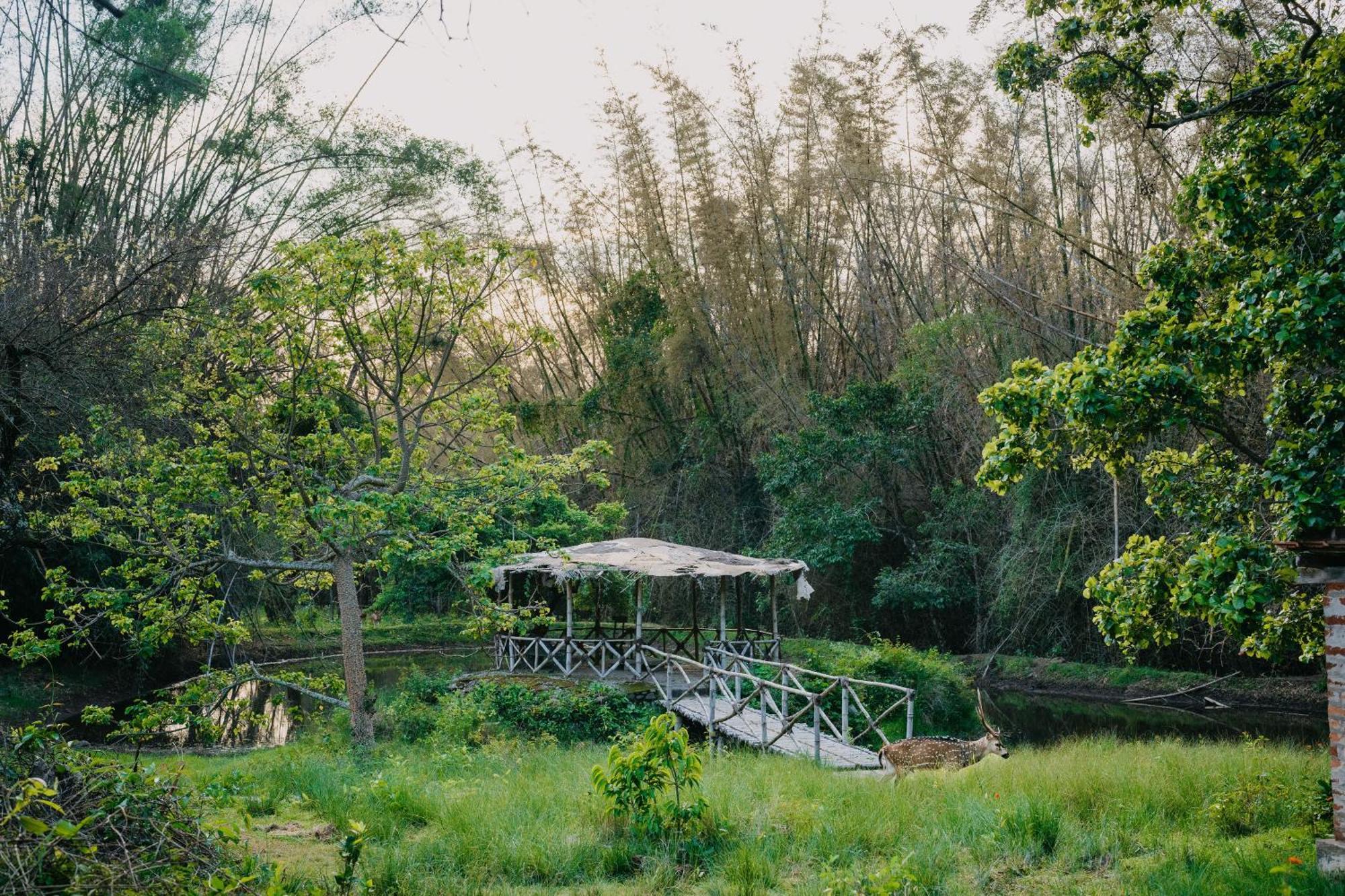 ホテル Jungle Hut マジナグディ エクステリア 写真